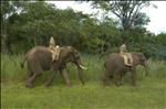 Les conducteurs d'éléphants